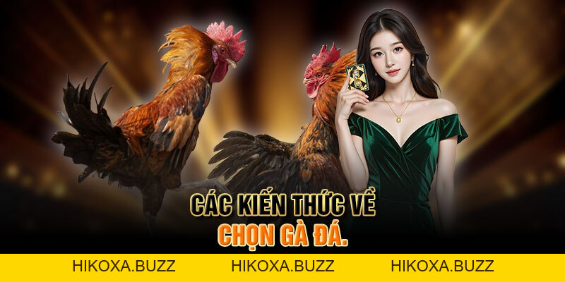 Trải Nghiệm đá Gà Mỹ Cựa Dao đầy Kịch Tính Và Hấp Dẫn